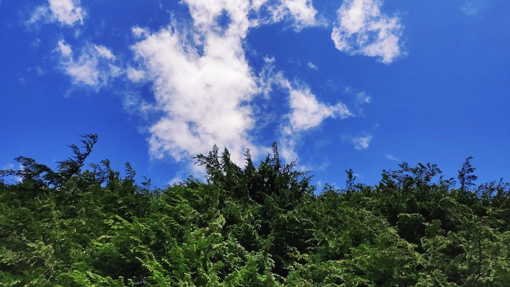 Sky and trees