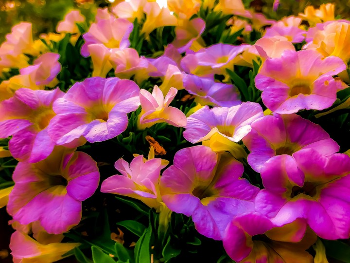 colorful flowers