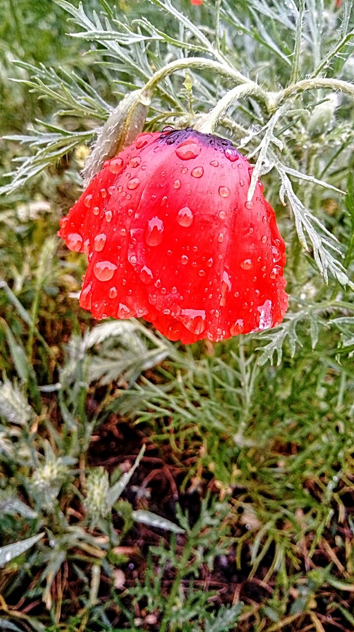 мак