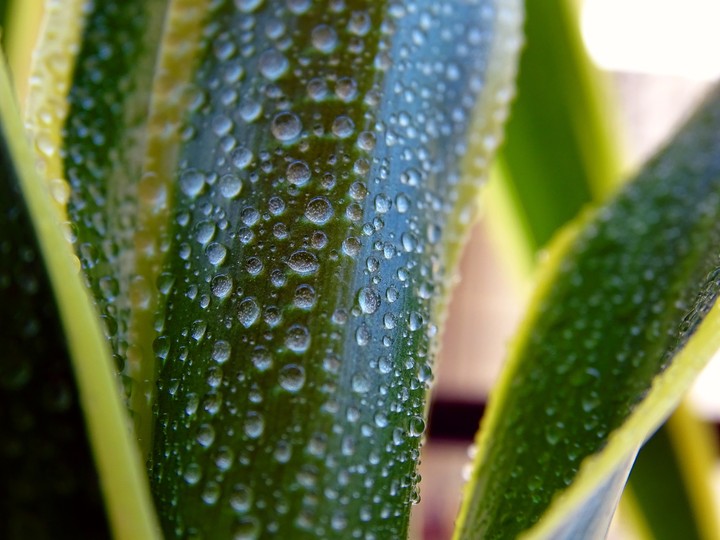 Droplets on leaf