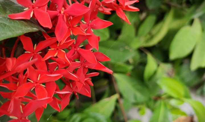 reddish flower