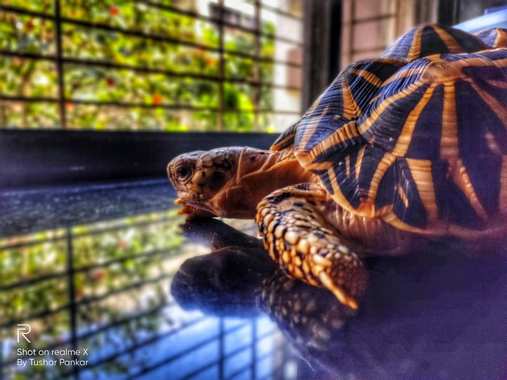 Star Tortoise