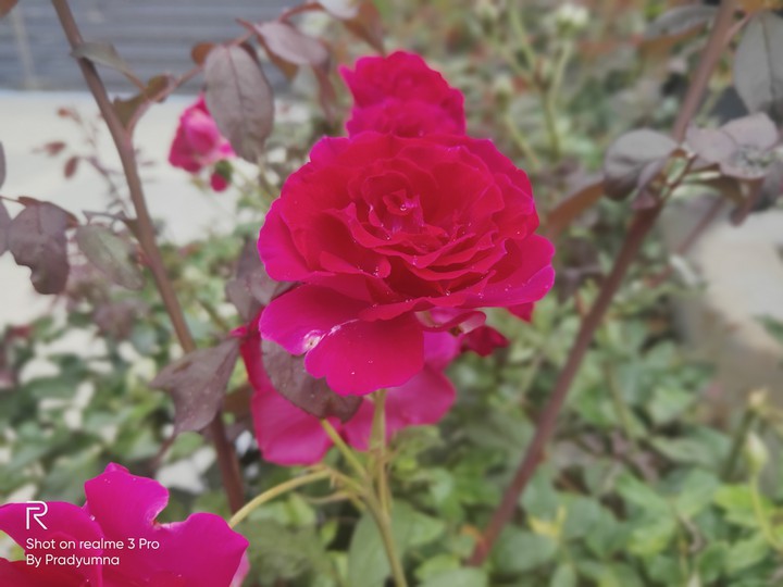 Roses