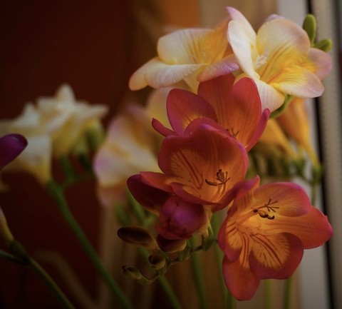 Crocus, 特寫鏡頭桌布
