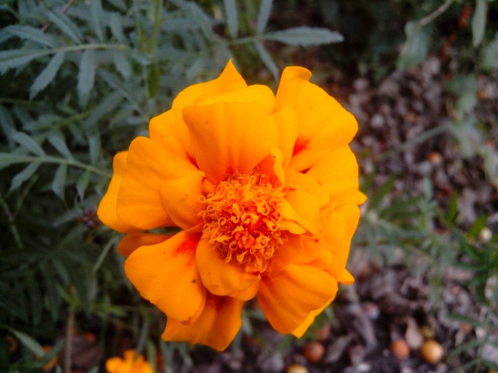 marigold