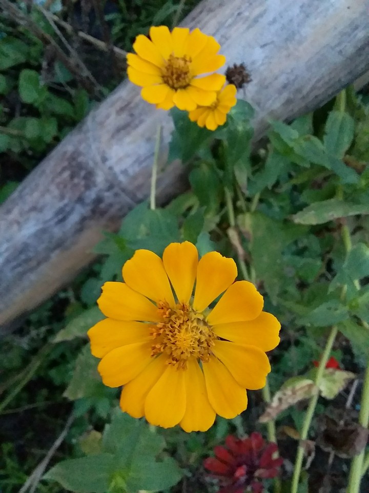 naranja