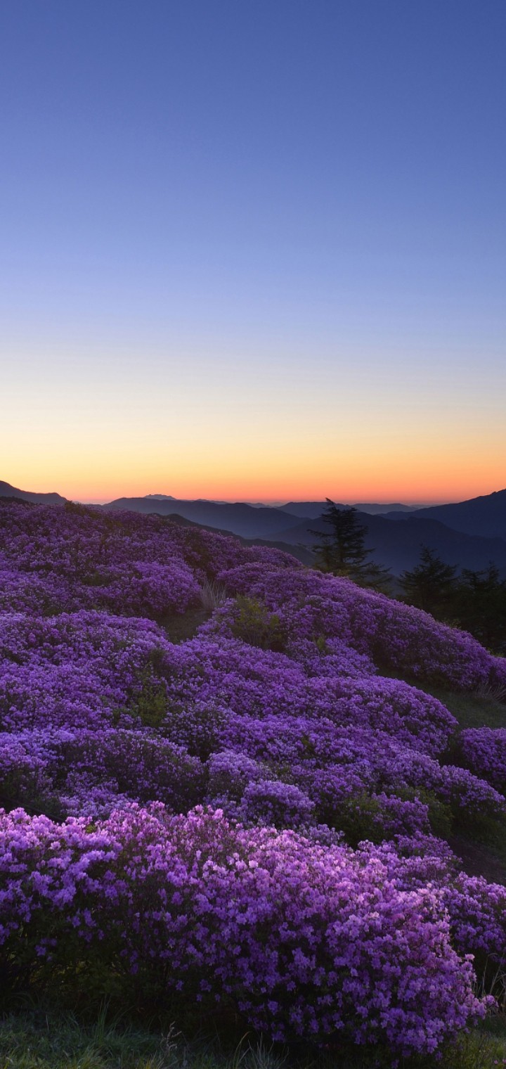 purple flowers