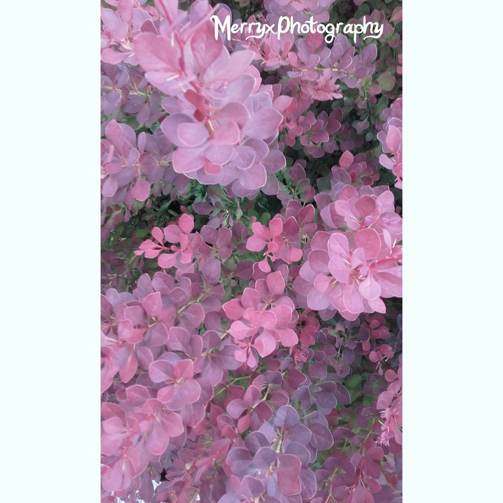 LitlePurple