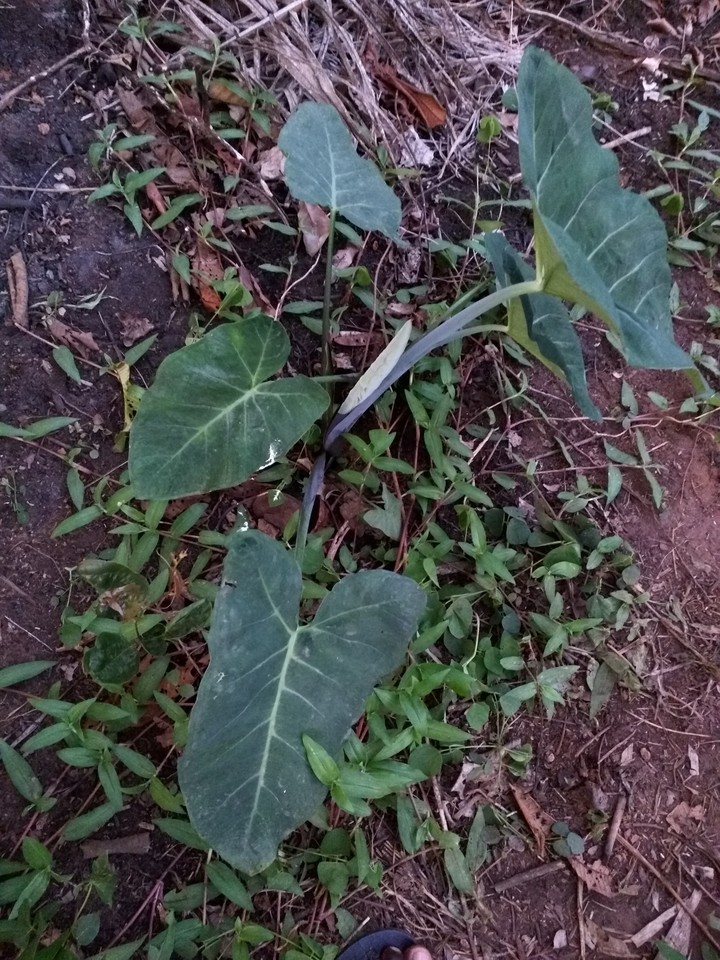 this is cocoyam