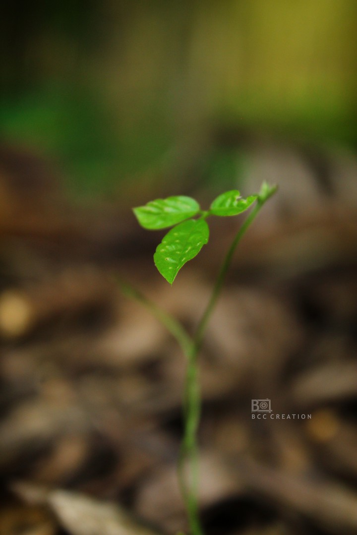 photography
