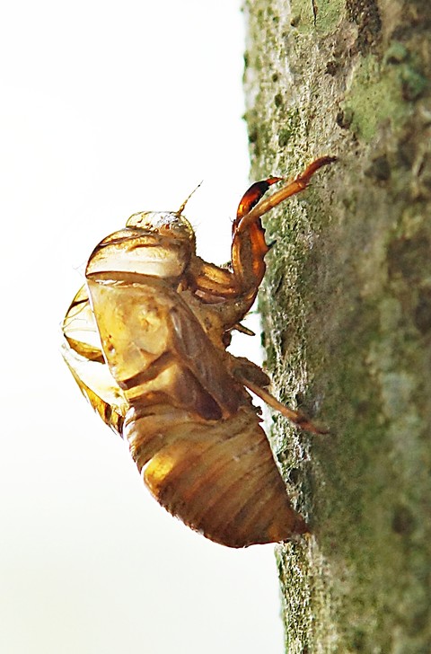 pollinator, parasitism háttérképek