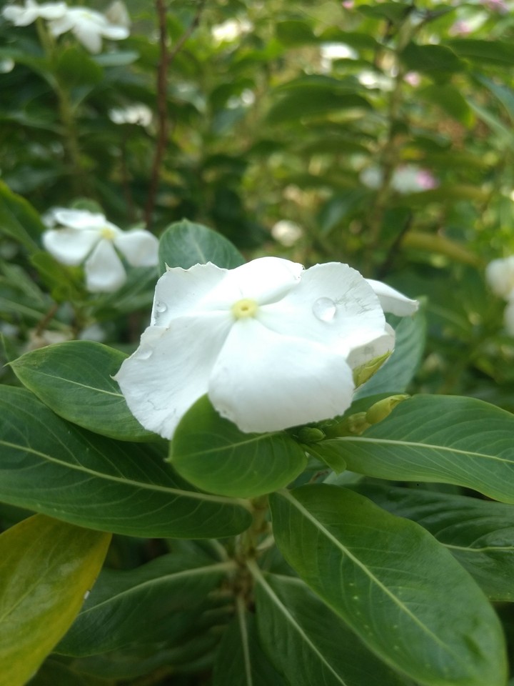 raindrops on a flower