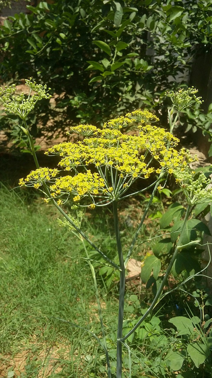 flowers