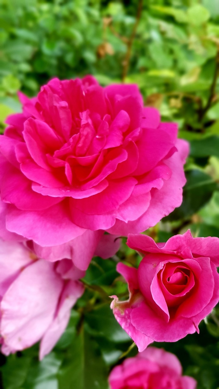 rose in the our garden