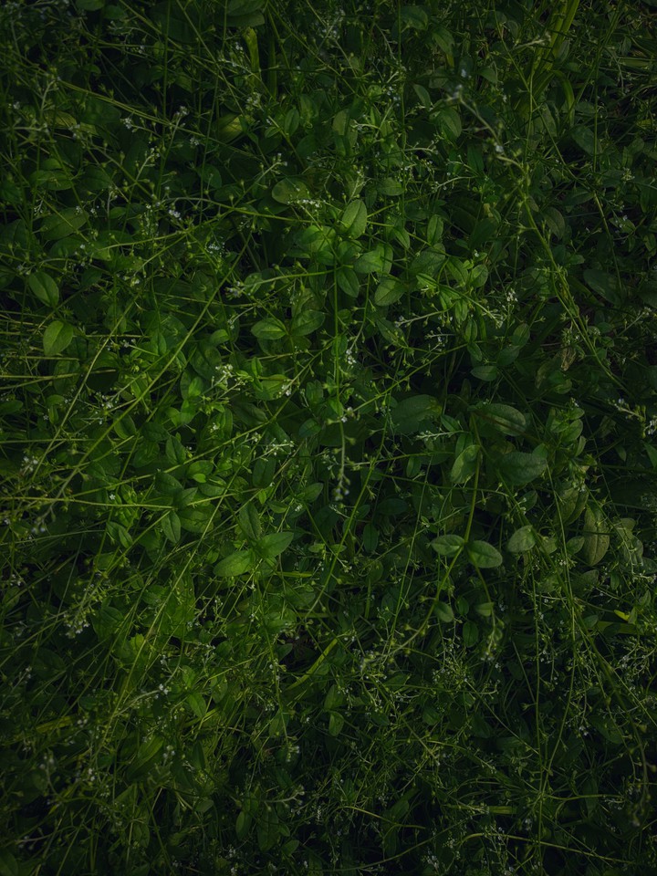 mystery