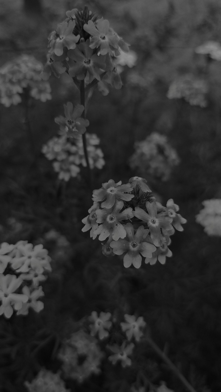 flowers love