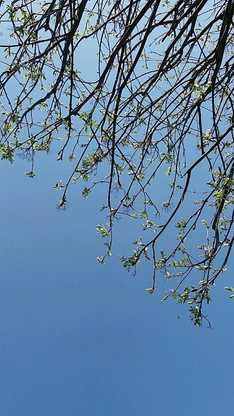 spring