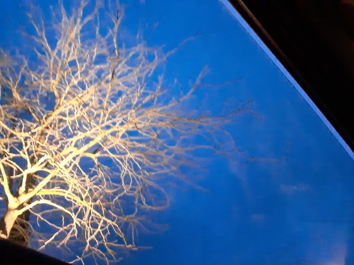 arbre