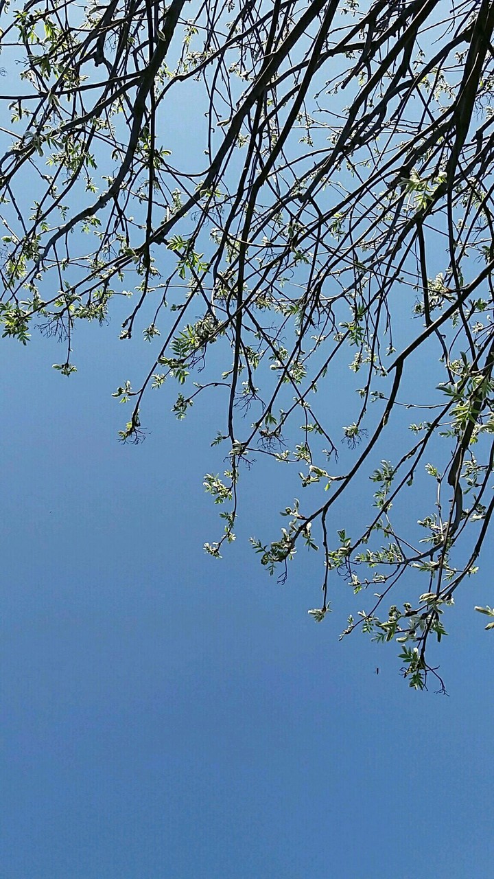 spring
