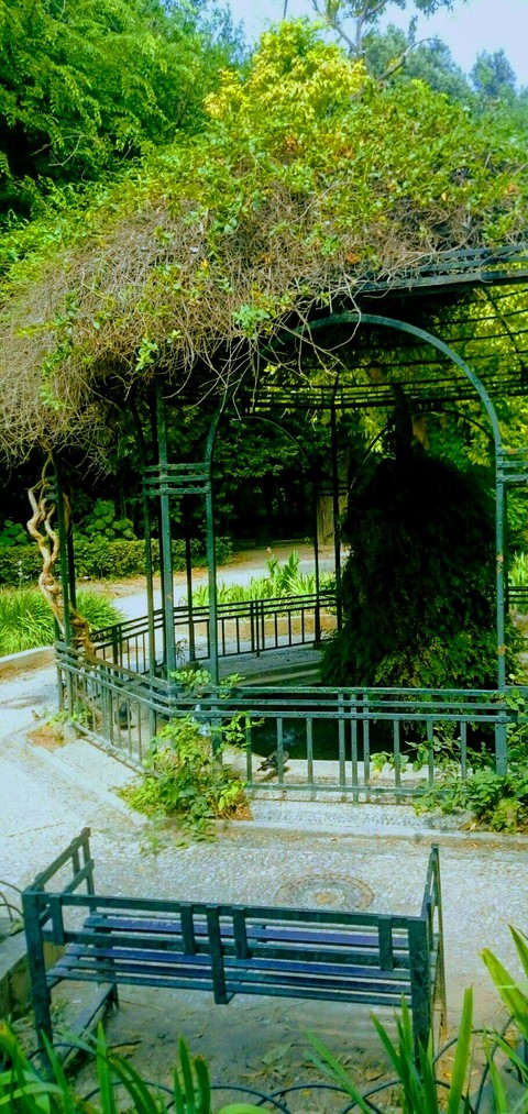 רקעים Kiosk, botany