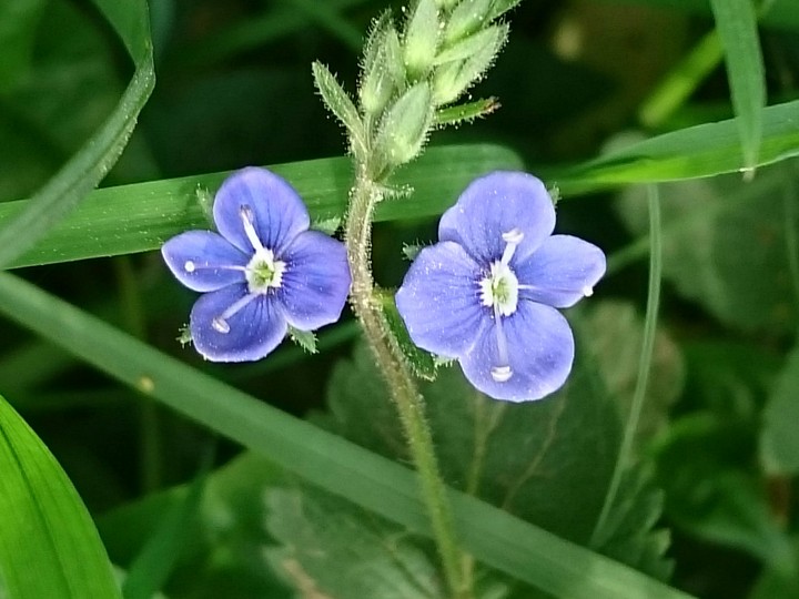 Ehrenpreis (Veronica chamaedrys)