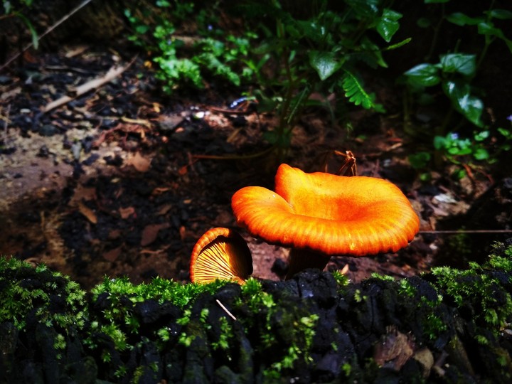 mushroom