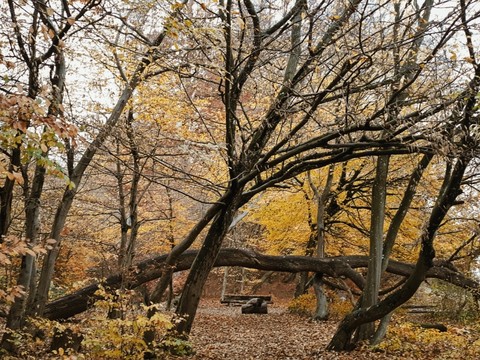forest