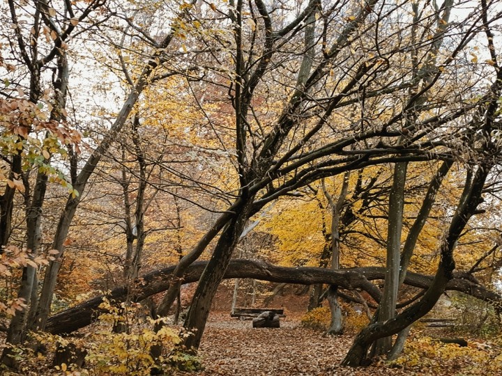 forest