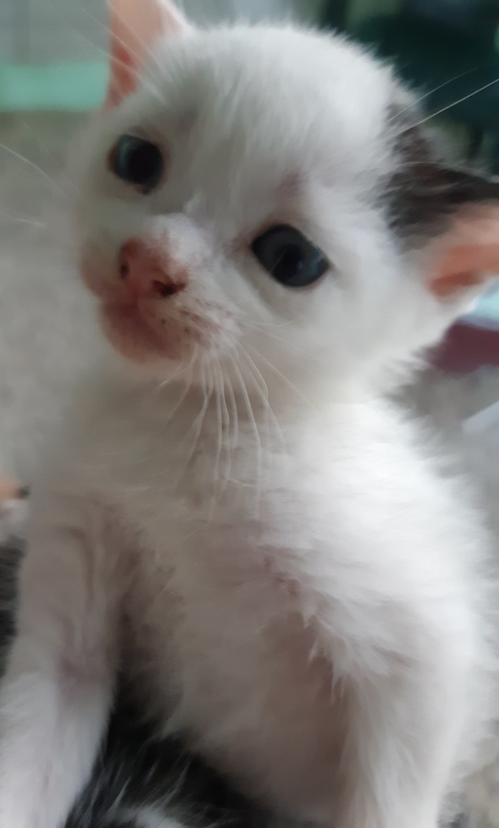 little kitty