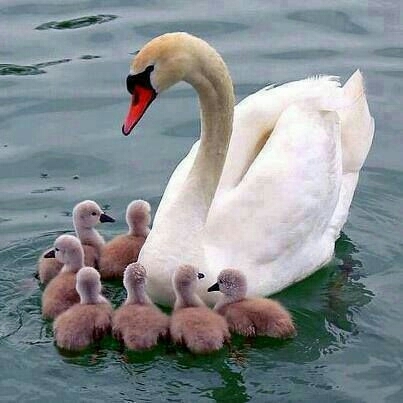 swan