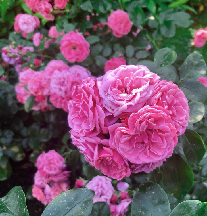 Beautiful roses