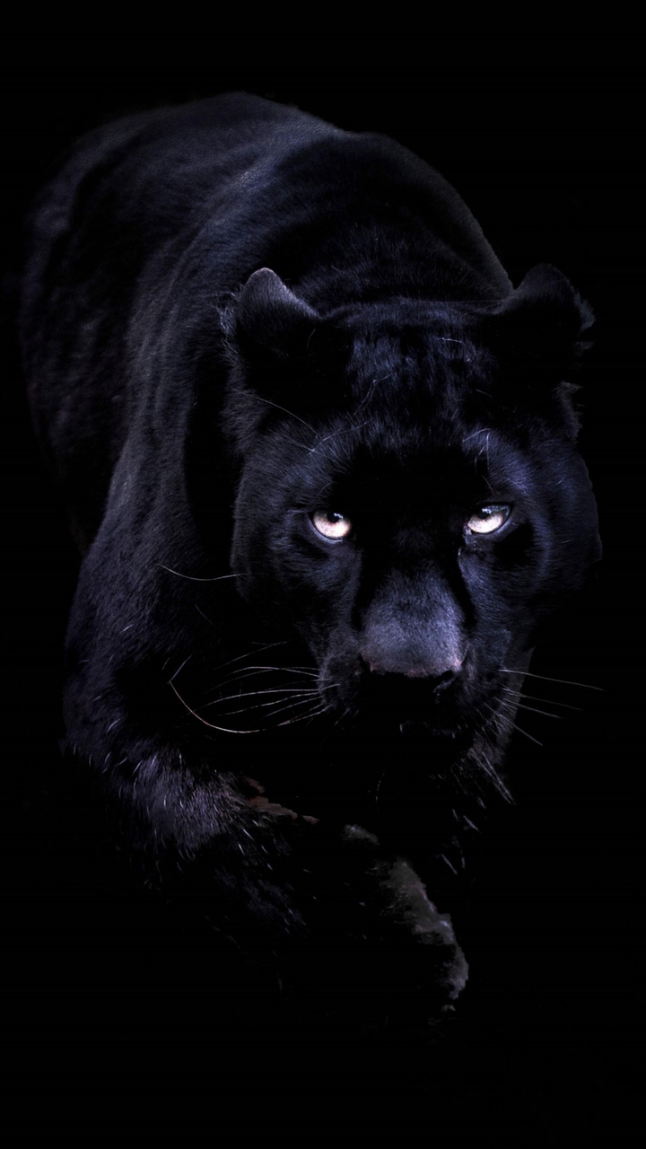 SK HD LION WALLPAPER