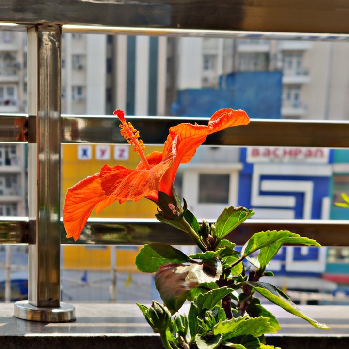 Flower