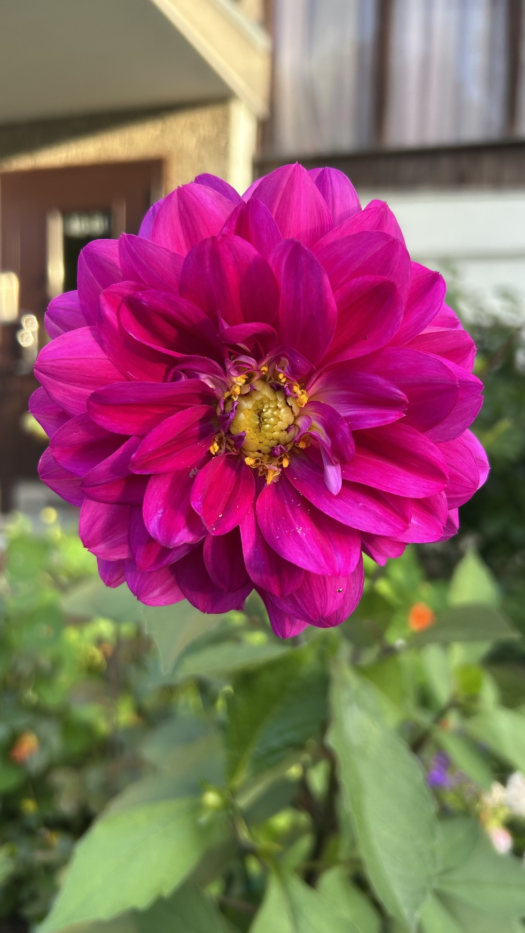 тапети purple, red