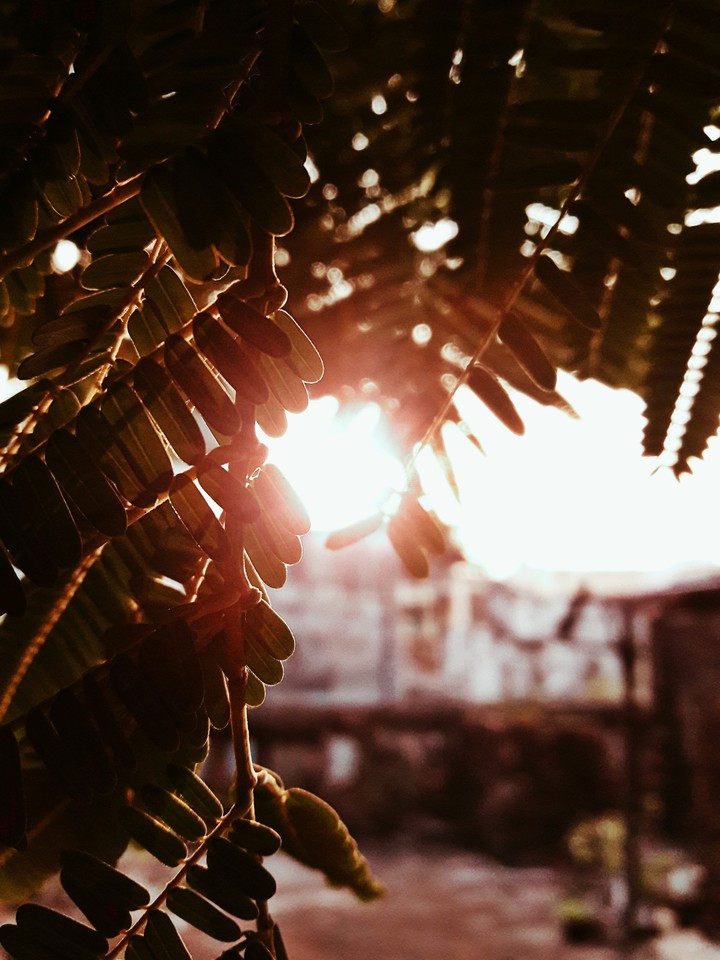 Sun Shade