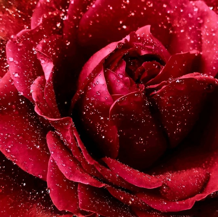 Petals