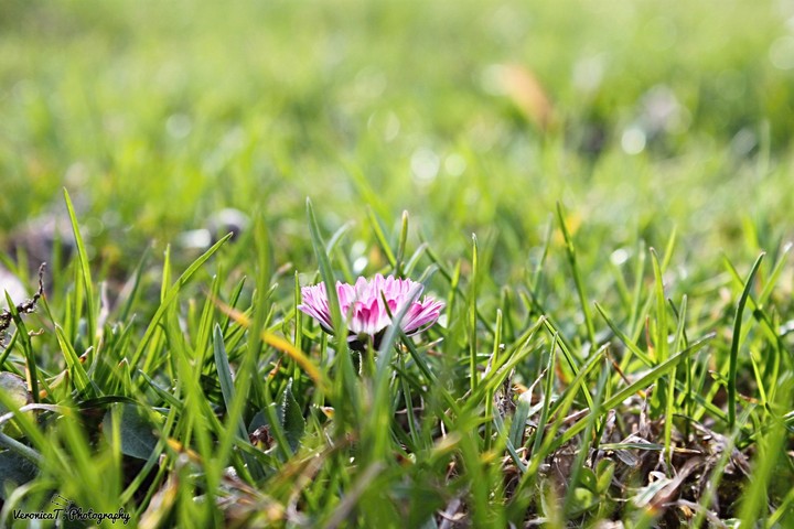 Daisy 