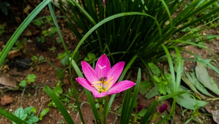 honey bee