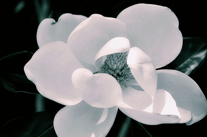 Back and White Magnolia