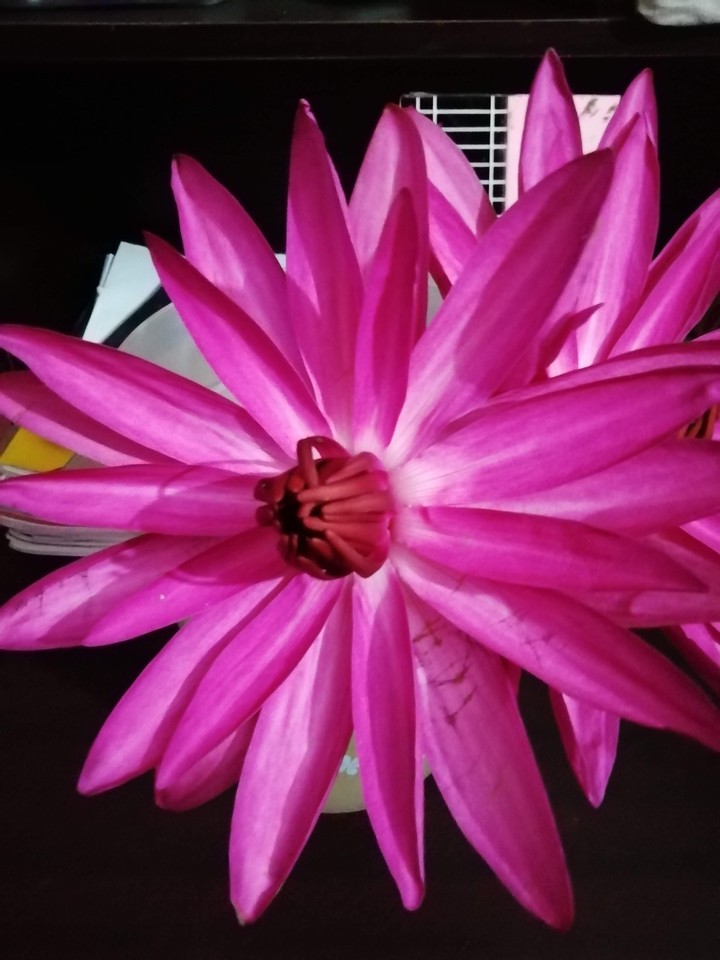 Pink Lily