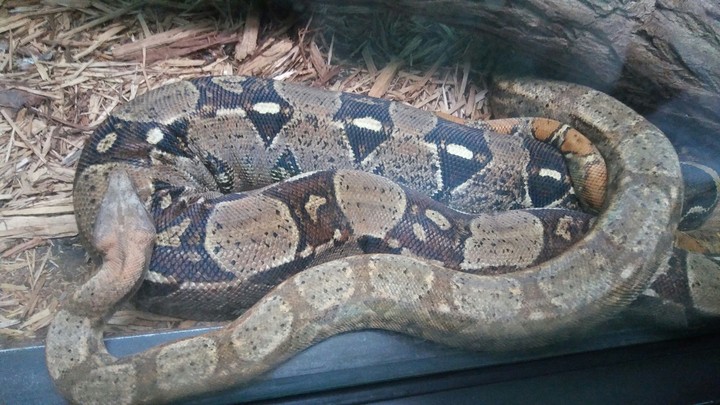 Boa Constrictor, Cape May Zoo