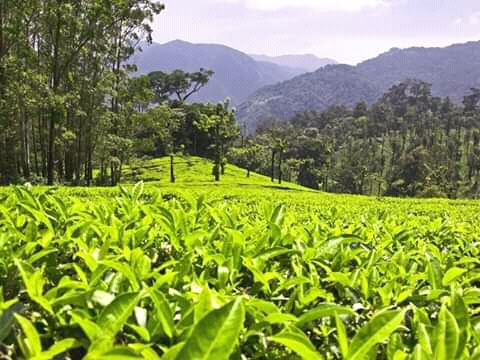 manjolai estate