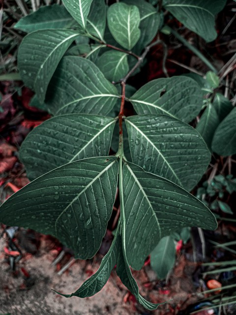 leaves