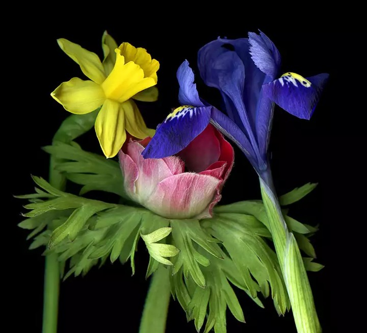 blossom