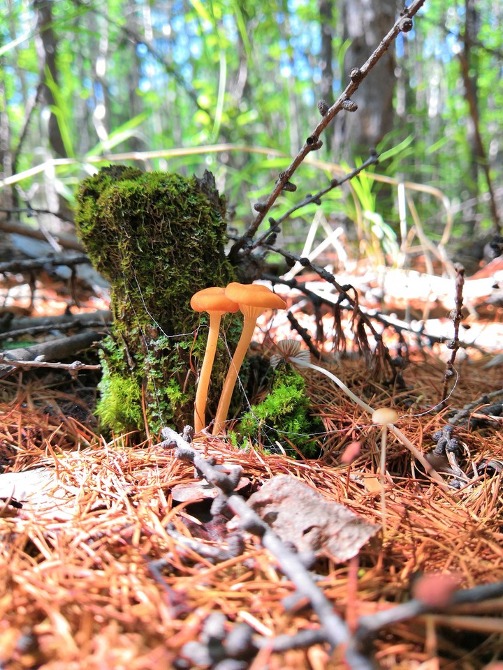Mushrooms