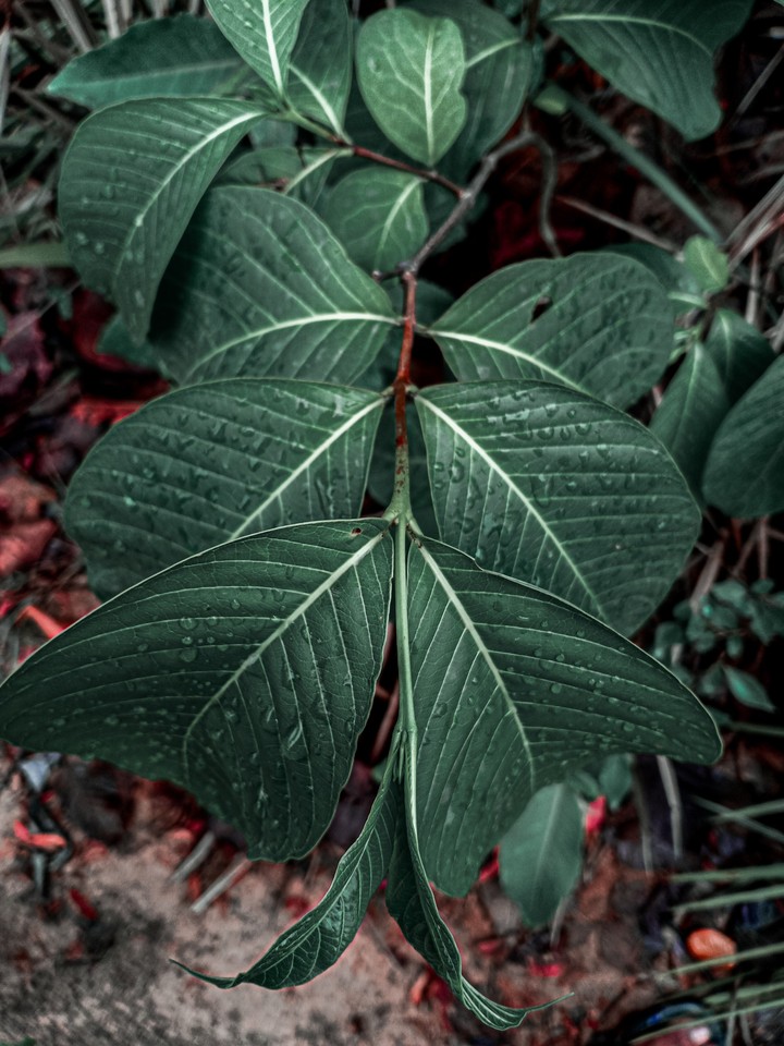 leaves