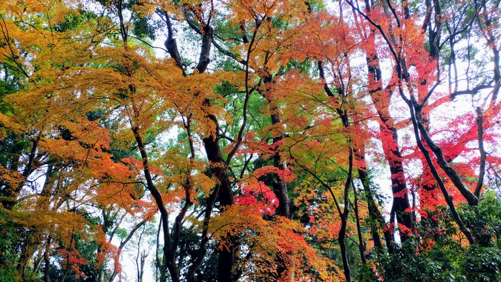 紅葉 Autumn leaves