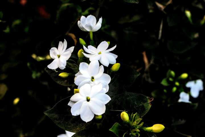 Flower