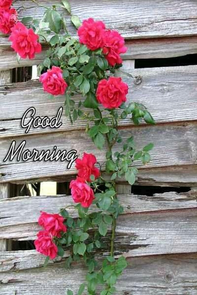 good morning