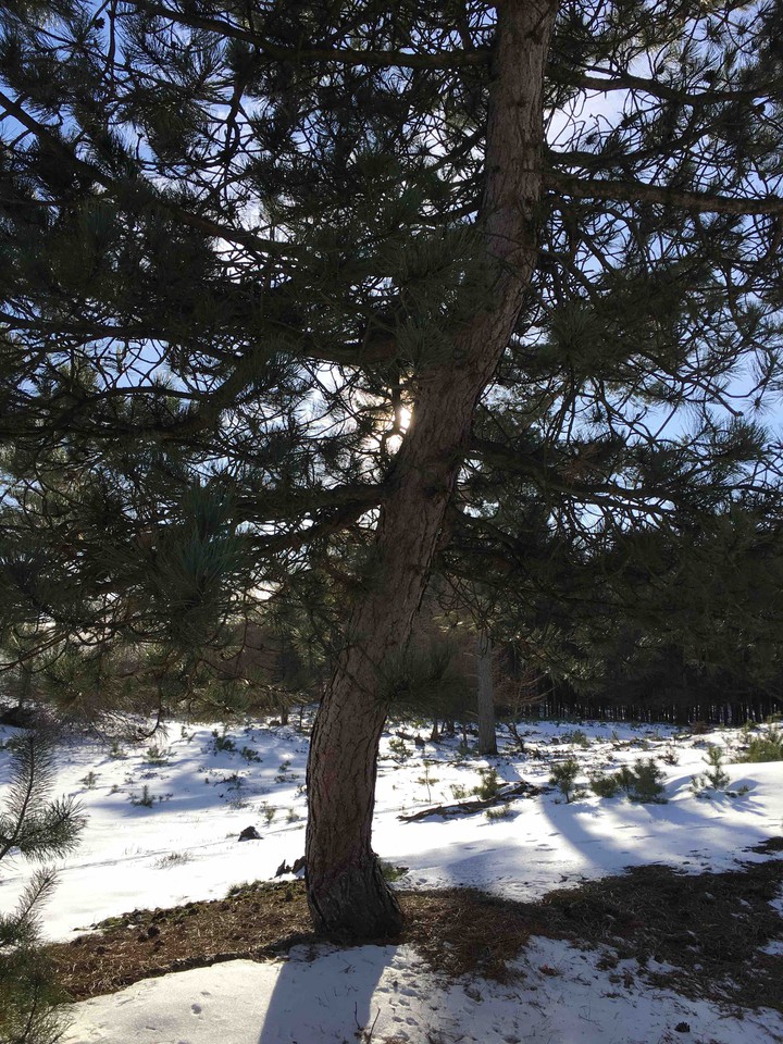 tree in the snow